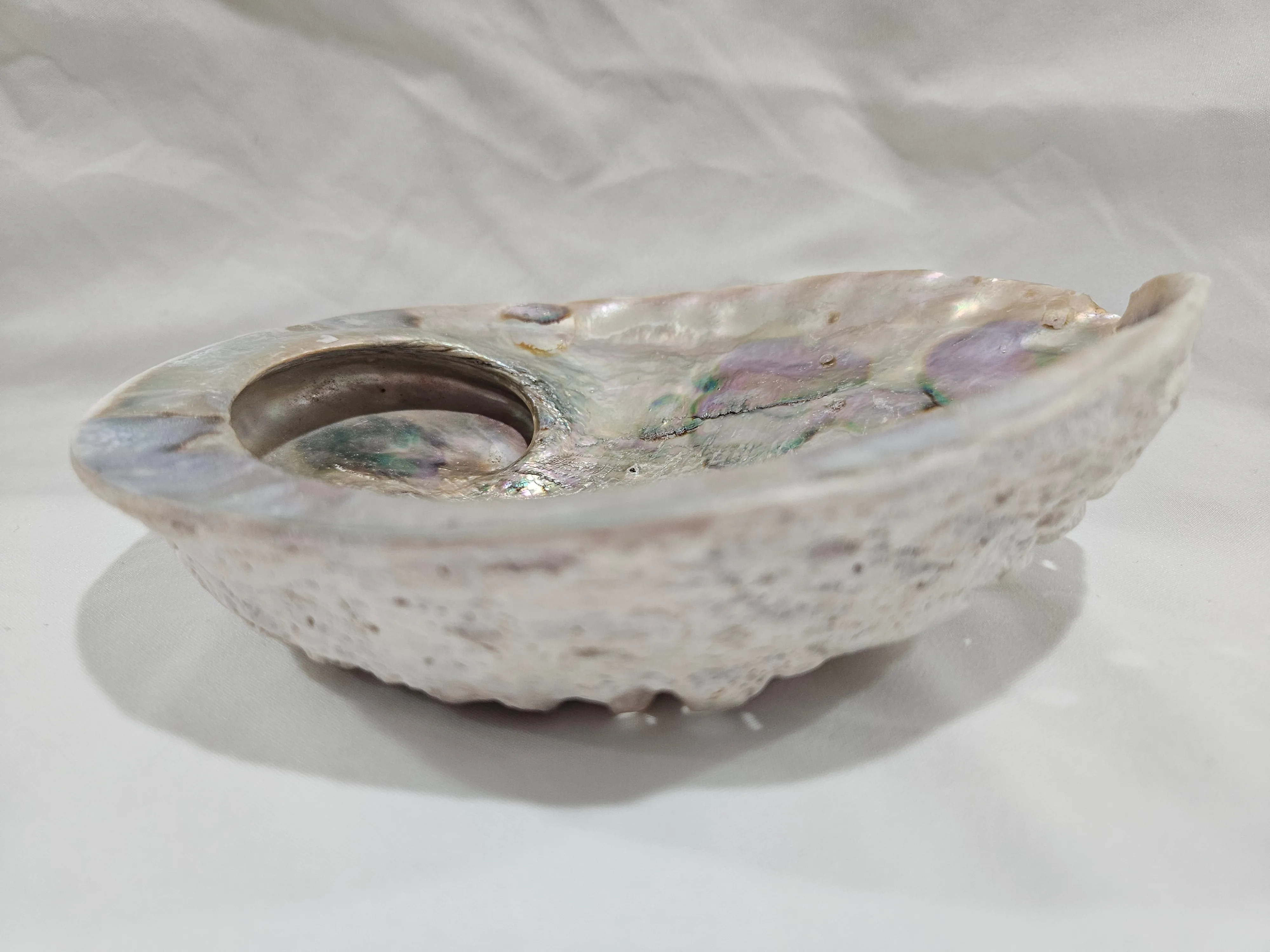 Midas Abalone Shell 6.5" Exact Shown