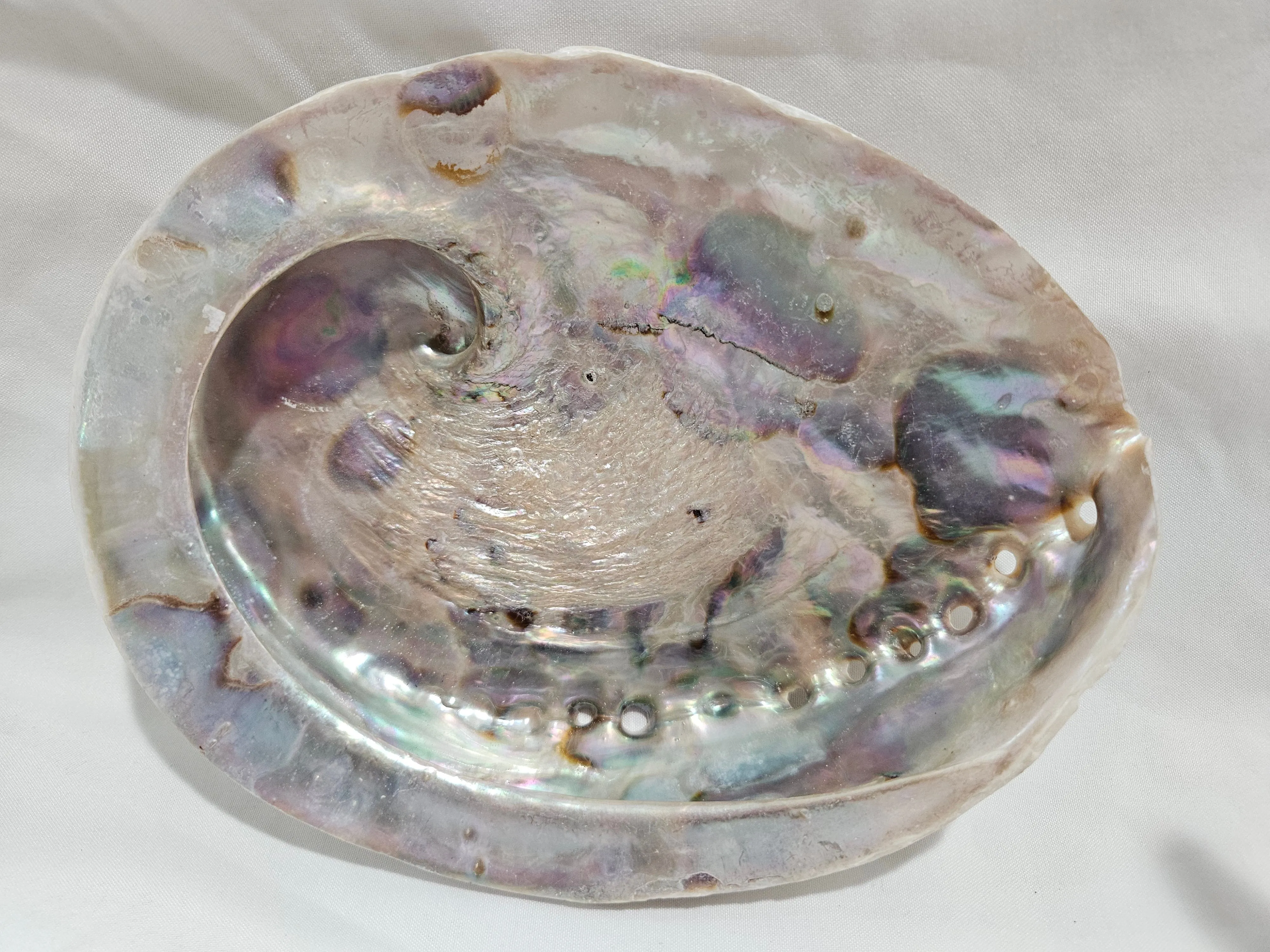 Midas Abalone Shell 6.5" Exact Shown